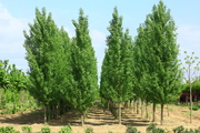 Populus nigra 'Italica'