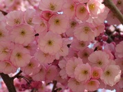 Prunus 'Accolade'