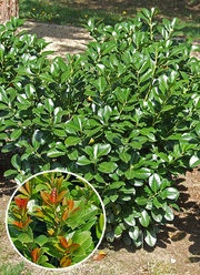 Prunus laurocerasus 'Etna'