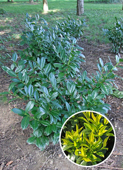 Prunus laurocerasus 'Gajo'