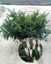 Prunus laurocerasus 'Klári'