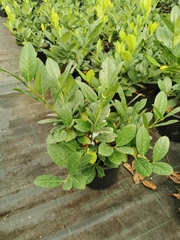 Prunus laurocerasus 'Mano'