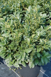 Prunus laurocerasus 'Mari'