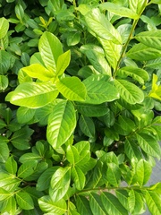 Prunus laurocerasus 'Novita'