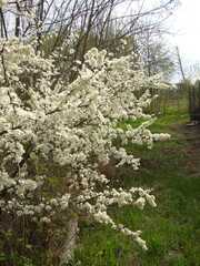 Prunus spinosa