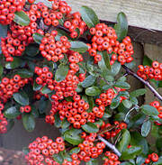 Pyracantha hibrid 'Mohave'