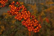 Pyracantha hibrid 'Orange Glow'