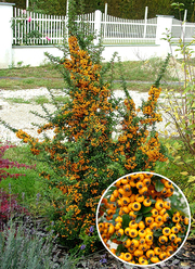 Pyracantha hibrid 'Teton'