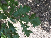 Quercus cerris