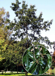Quercus imbricaria