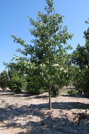 Quercus palustris
