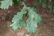Quercus petraea