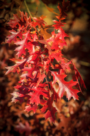 Quercus rubra