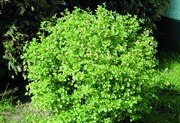 Ribes alpinum 'Schmidt'