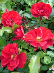 Rosa 'Alpenglühen' élénkpiros