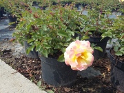 Rosa 'Candela' sárgásrózsaszín