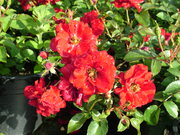 Rosa 'Centro Rose' sötétpiros