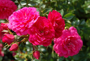 Rosa 'Knirps' sötétrózsaszín