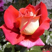 Rosa 'Kronenbourg' cseresznyepiros/sárgafonák