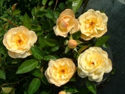 Rosa 'Sonnenschirm'