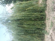 Salix alba 'Tristis'