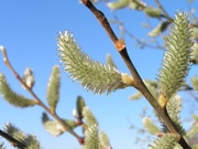 Salix caprea