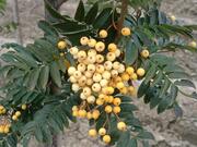 Sorbus arnoldiana 'Golden Wonder'