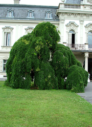 Sophora japonica 'Pendula'
