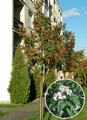 Sorbus thuringiaca 'Fastigiata'
