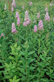 Spiraea x billardii 'Triumphans'