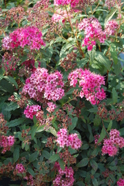 Spiraea bumalda 'Anthony Waterer'