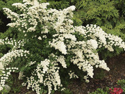 Spiraea nipponica 'White Carpet'