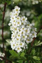 Spiraea 'Summersnow'