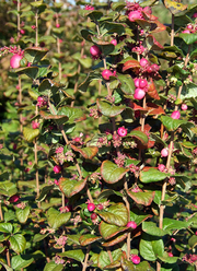 Symphoricarpos doorenbosii 'Magic Berry'