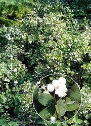 Symphoricarpos doorenbosii 'White Hedge'