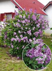 Syringa josikaea