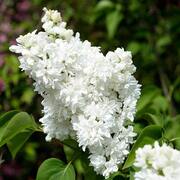 Syringa vulgaris 'Mme Lemoine'