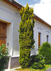 Taxus baccata 'Fastigiata Aurea'