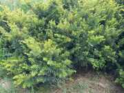 Taxus baccata 'Semperaurea'