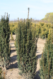 Taxus baccata 'Sonata'