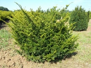 Taxus baccata 'Zöld'