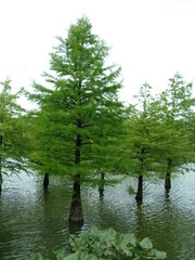 Taxodium distichum