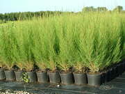 Tamarix tetrandra