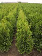 Thuja occidentalis 'Brabant'