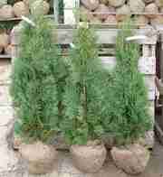 Thuja occidentalis 'Columna'