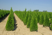 Thuja occidentalis 'Smaragd'