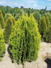 Thuja orientalis 'Nusi'
