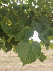 Tilia cordata 'Berlini'