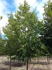 Tilia x euchlora