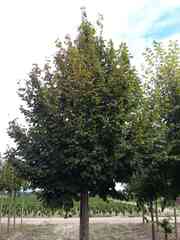 Tilia platyphyllos 'Ági'